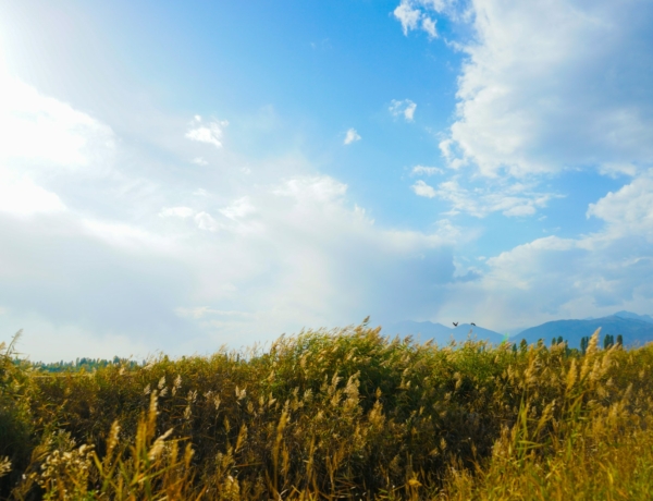 Pollenriadó: Parlagfű és szél veszélyezteti az allergiásokat