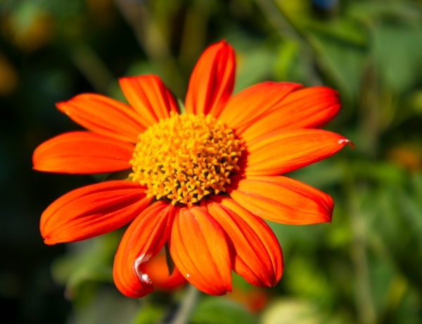 Ma Beatrix, Erna, Kamilla, Szabina névnapját ünnepeljük – Milyen a személyiségük?