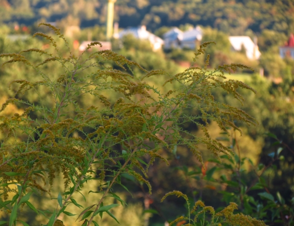 Pollenriadó: ez a pollenkoncentráció ugrásszerűen emelkedik – készülj a tünetekre!