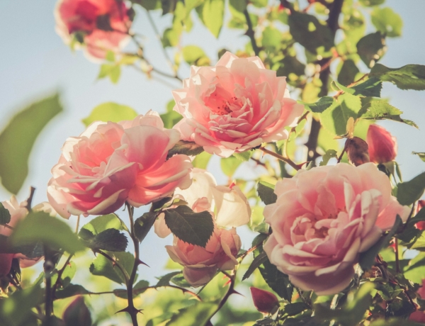 Ma a Bencék, Szidóniák és sokan mások tartják névnapjukat – Milyen személyiséget rejt a nevük?