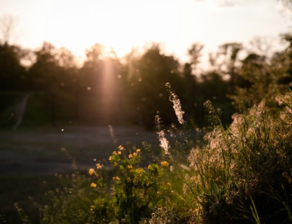 A parlagfű és a nyírfa pollenszint kritikus – Erre készülj!