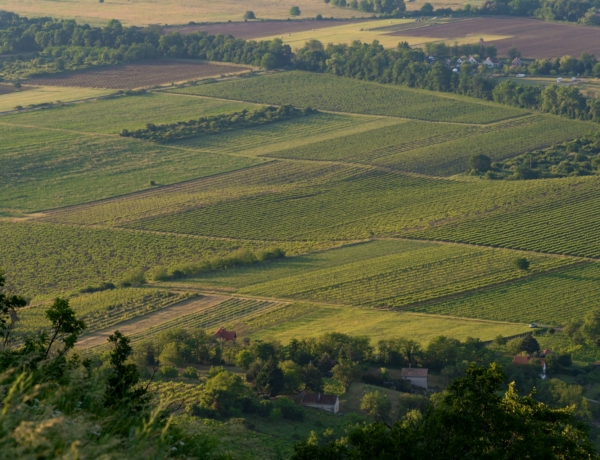 A parlagfű a csúcson, de enyhíti az eső – készülj az allergiára!