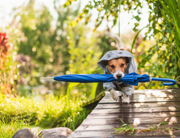 Jönnek a záporok és a gyors lehűlés