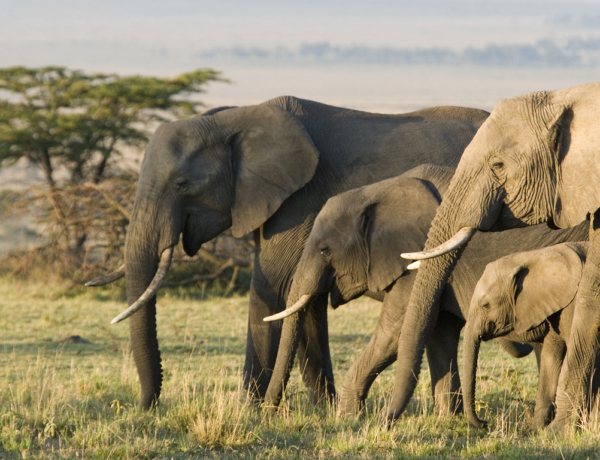 Ez a rendkívüli nő 120 bántalmazott elefántot mentett meg – dokumentumfilm készült belőle