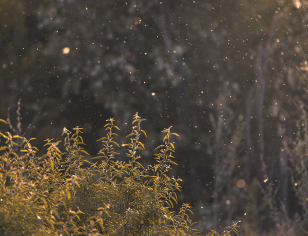 Még mindig nincs vége a parlagfű szezonnak – erre számíts!