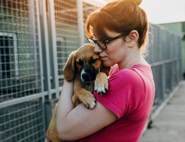 10 hasznos dolog, amivel segítheted a helyi állatmenhelyeket