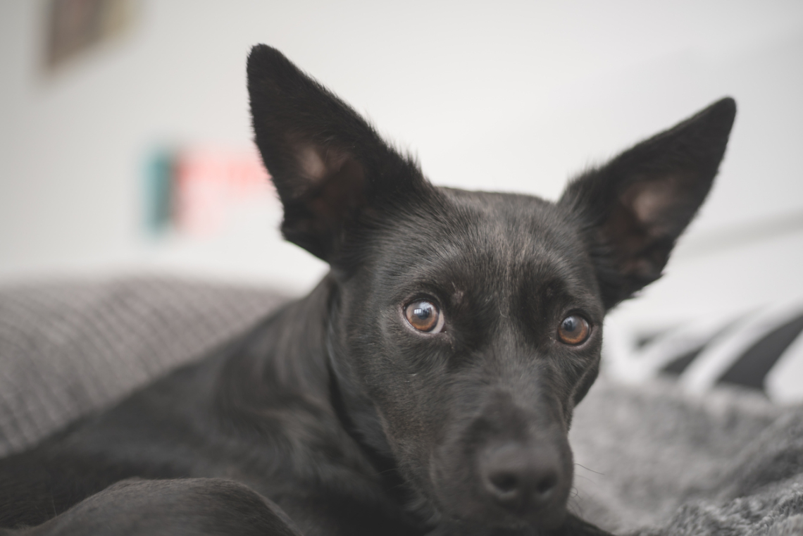 Ezek a háziállatok tényleg előre megérzik a földrengést