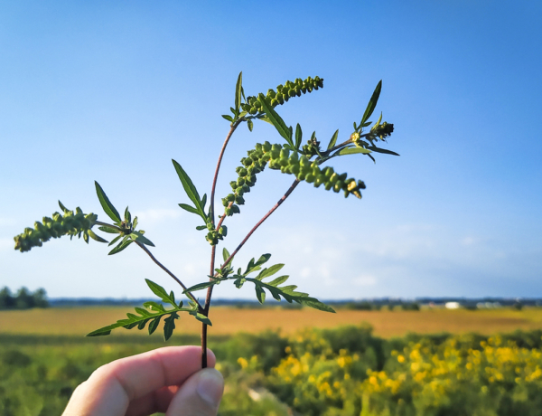 Pollenriadó: ma kritikus értékeket mutat a parlagfű