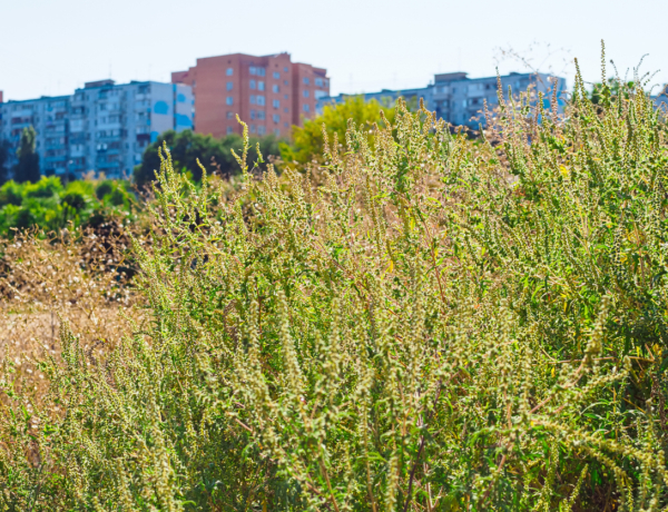 Tombol a parlagfű ma a levegőben – Fel lehet rá készülni?