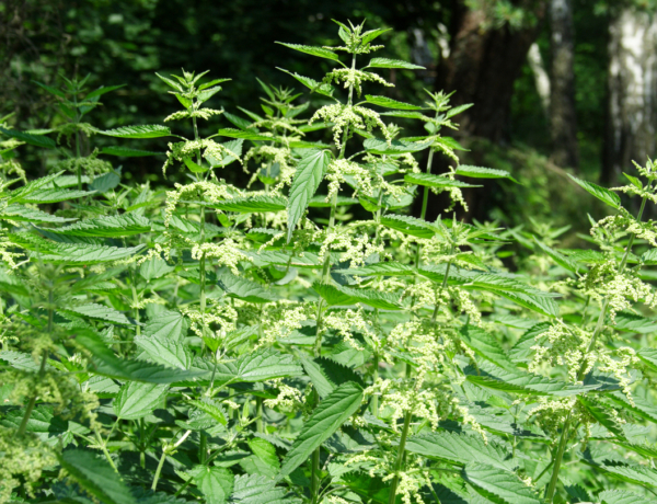 Még mindig erős a parlagfű koncentráció és a csalán is támad