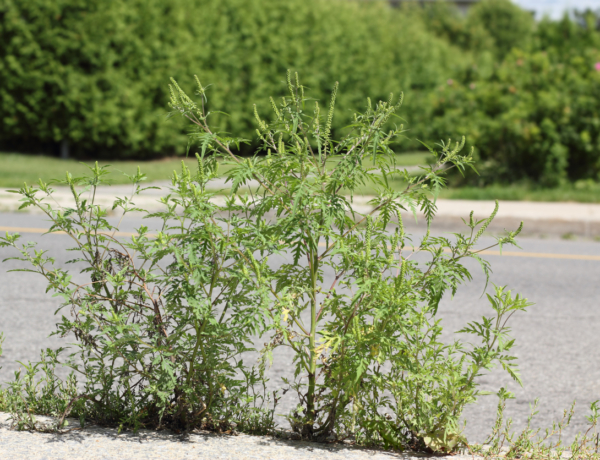 Pollenveszély ma Magyarországon. Erre készülj, ha allergiás vagy