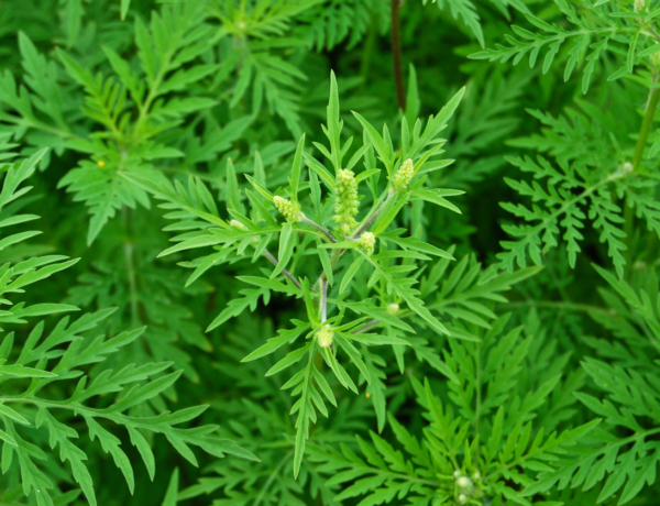 Pollenriadó: a parlagfű ma kiemelkedően aktív