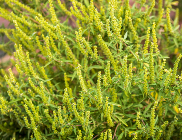 A parlagfű pollenszintje a csúcson – Lehet tenni bármit?