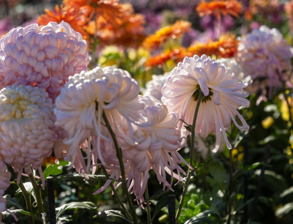 Ma ünnepeljük Máté, Ildikó, Ilka névnapját – Milyen személyiségük van?