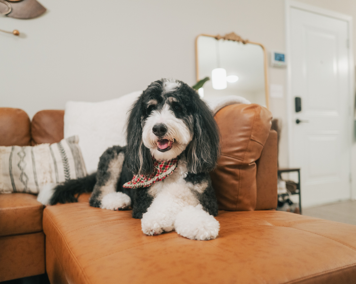 A háziállatod megérzi, ha hazudsz – kutatók is megerősítették