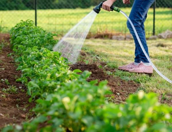 Ezt a 8 növényt SOHA ne öntözd slaggal