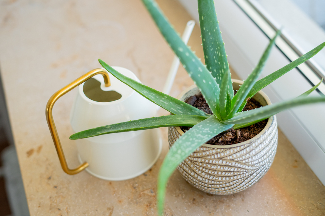 A „szagfogó növények” toplistája – és hova tedd őket