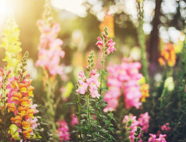 Ma Edit, Ciprián, Ditta és Kornélia névnapja van– ismerd meg jelentésüket!