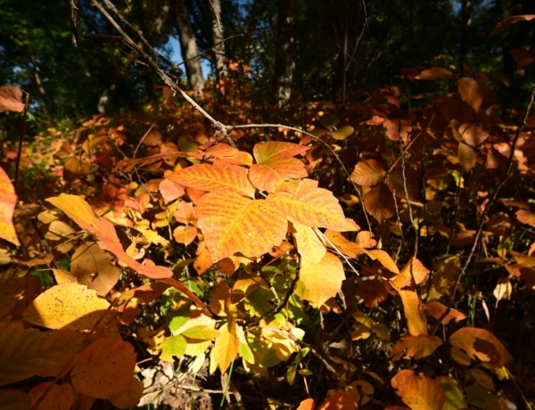Pollenriadó október 5.: parlagfű és üröm pollenek támadnak – készülj az allergiára!