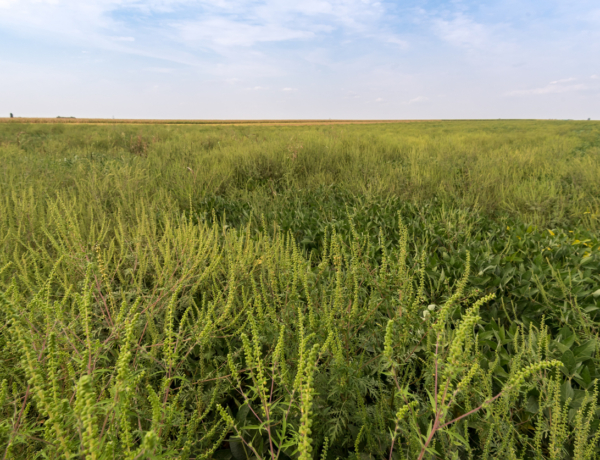 Még ezen a héten is erős a parlagfű – Mit tehetsz ellene?