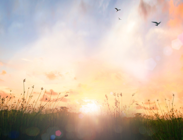 Enyhül a parlagfű és az üröm támadása?