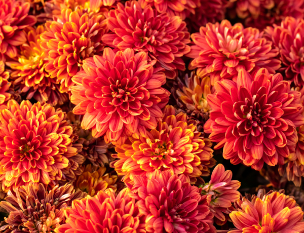 Renáta, Csaba, Brúnó névnapja van ma. Milyen a személyiségük?