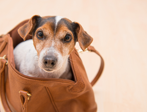 A legpraktikusabb kutyatáskák a hűvösebb napokra