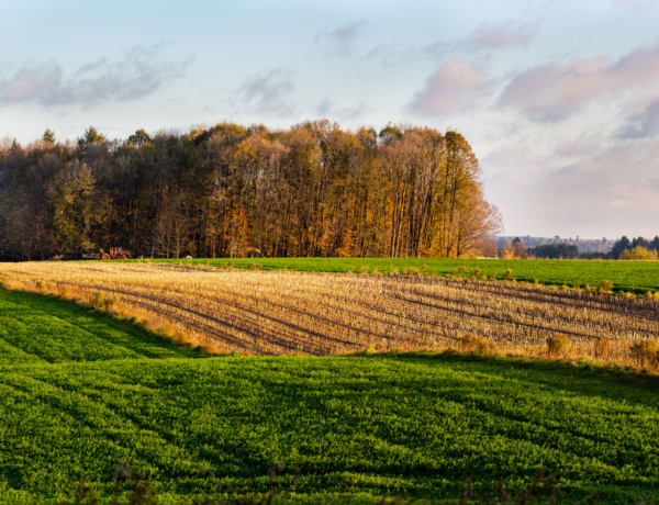 Pollenjelentés: Még nincs vége a parlagfű szezonnak