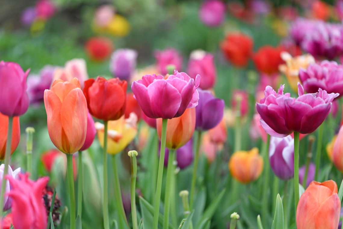 Még elültetheted őket novemberig: a legjobb tulipánhagyma lelőhelyek és legszebb fajták