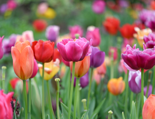Még elültetheted őket novemberig: a legjobb tulipánhagyma lelőhelyek és legszebb fajták