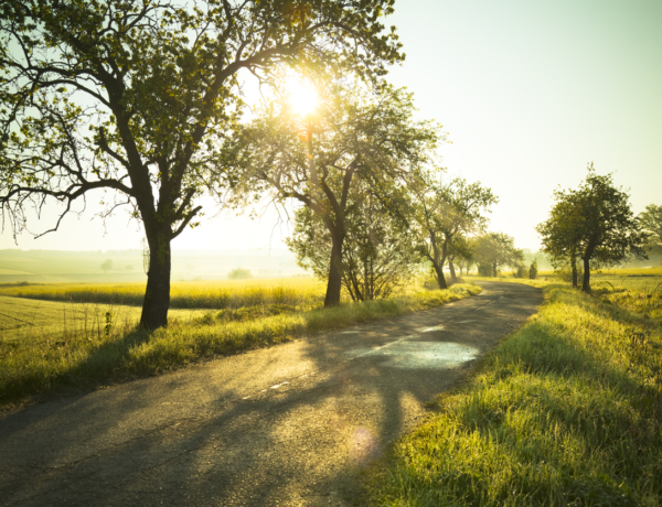 Pollenjelentés: Még kisebb allergiás tünetekre lehet ma is számítani