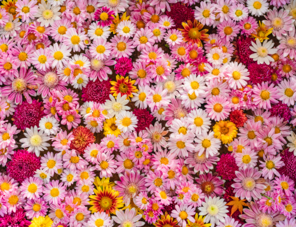 Ma ünnepeljük Helga és Gertrúd névnapját – ismerd meg személyiségüket!