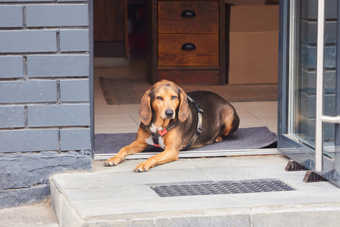 A kinti kutyád levizeli a bejárati ajtót? Ez lehet a megoldás