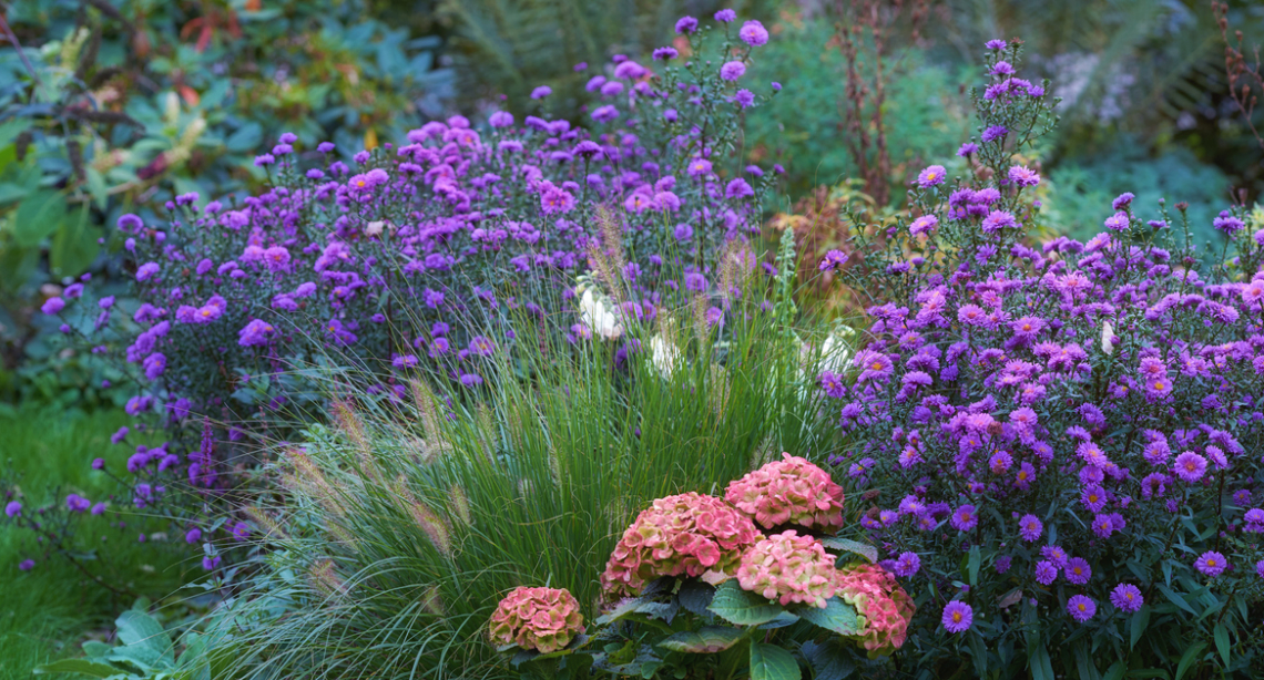 5+1 őszi virág, ami legalább úgy díszít, mint a krizantém
