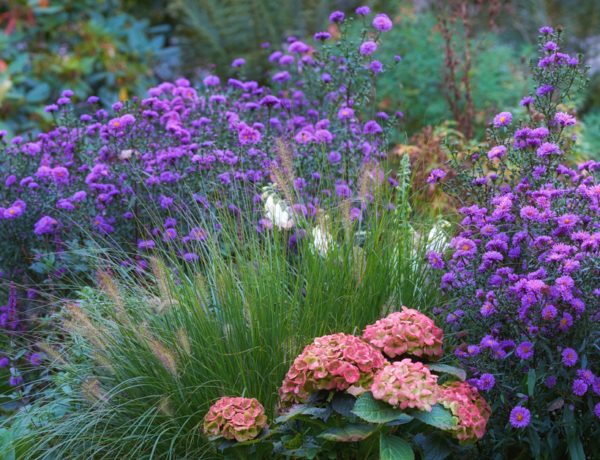 5+1 őszi virág, ami legalább úgy díszít, mint a krizantém