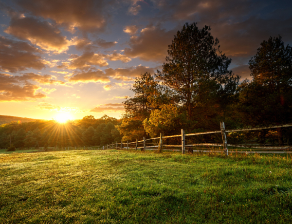 Még közepes a parlagfű koncentrációja – erre számíts, ha allergiás vagy!