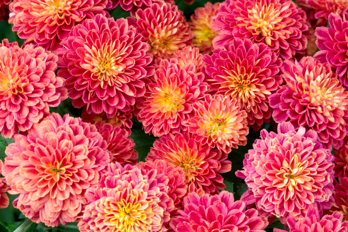 Október 12, Miksa és Edvin névnapja van. Ismerd meg őket!