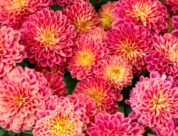 Október 12, Miksa és Edvin névnapja van. Ismerd meg őket!