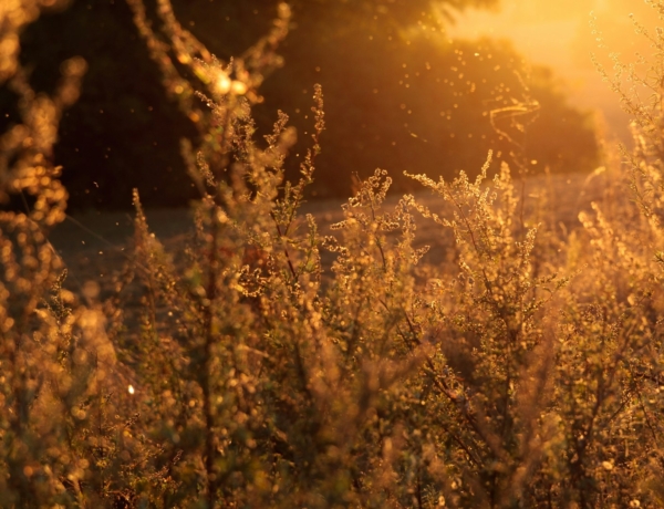 Pollenjelentés: parlagfű és nyírfa uralják a levegőt – készülj az allergiára!