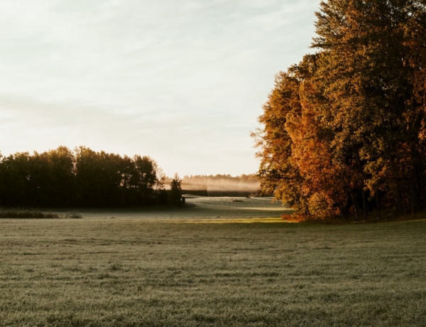 Meddig tart még idén a parlagfű allergia? Az allergiások már besokalltak