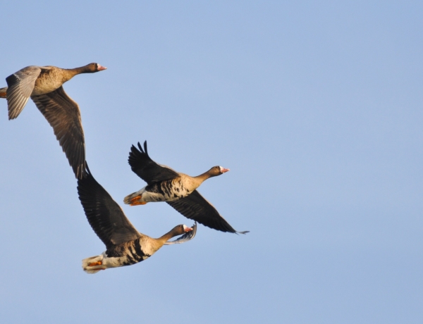 A tatai Vadlúd Sokadalom: ilyen volt a madárvonulás az Öreg-tónál