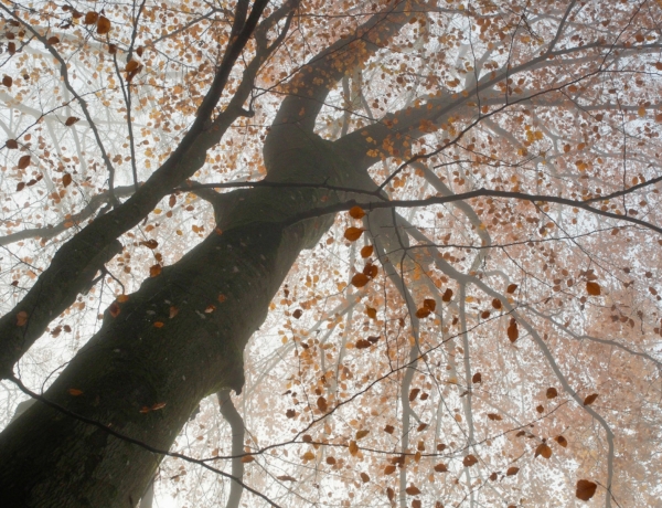 Időjárás 2025. november 12.: Párás, helyenként szitálós novemberi nap