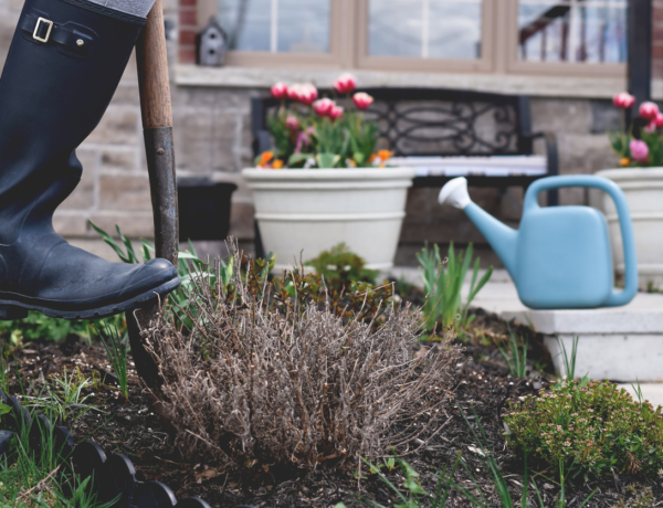 Ezt csináld az elszáradt növényekkel a kertben – a profi kertész szerint