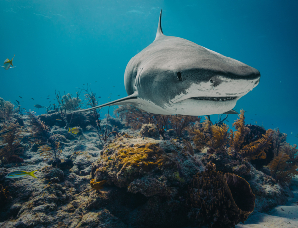 Cápák kokainon: így befolyásolják a kábítószerek a tengeri élővilágot