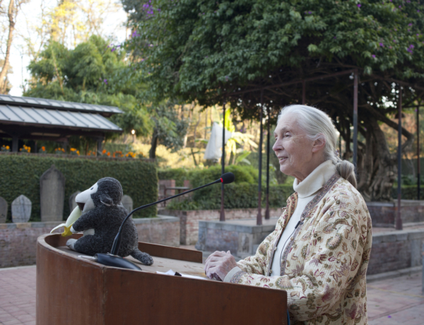 Jane Goodall 11 mindennapi szokása, ami segített neki 91 évig élni