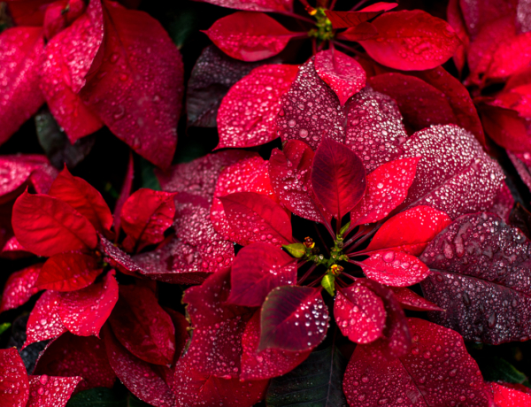 Ma András, Andor és Endre ünnepelnek – Milyen a személyiségük?