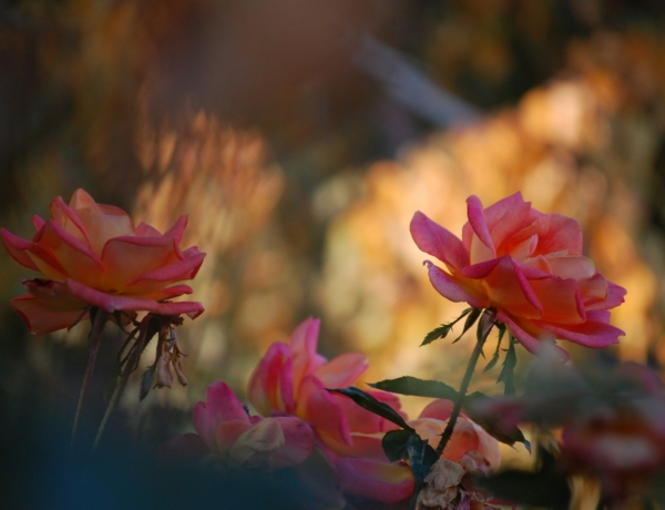 Ma, november 14. Aliz és Szidónia névnapja van – Ilyen személyiségük van