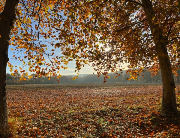 Friss időjárás, november 14.: Nem úgy alakul az idő, ahogyan szeretnénk