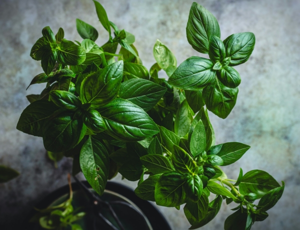 Védi a tested, jó a vércukrodnak: amiért érdemes bazsalikomot tenni minden ételhez