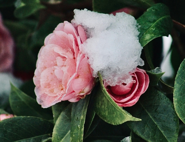 Ma, december 28.: Kamilla ünnepel – Szívből köszöntjük őket!